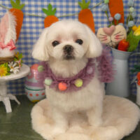 【山手店】2025年4月13日のワンちゃん達♪