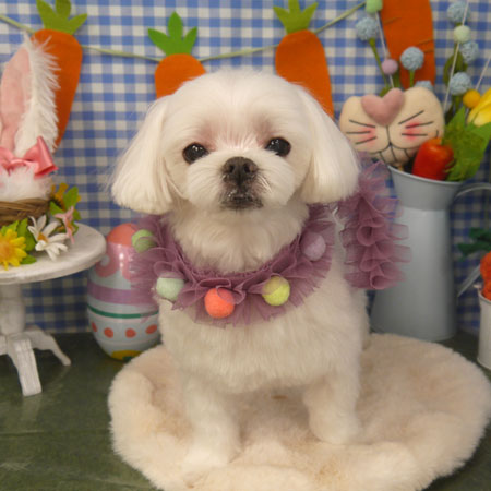 【山手店】2025年4月13日のワンちゃん達♪