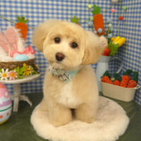 【山手店】2025年4月14日のワンちゃん達♪