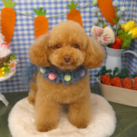 【山手店】2025年4月18日のワンちゃん達♪