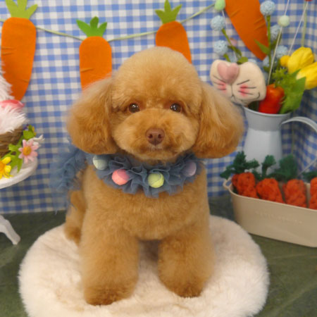 【山手店】2025年4月18日のワンちゃん達♪