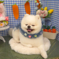 【山手店】2025年4月21日のワンちゃん達♪