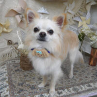 【山手店】2025年4月25日のワンちゃん達♪