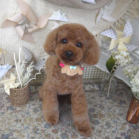 【山手店】2025年4月26日のワンちゃん達♪