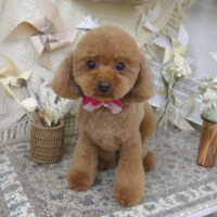 【山手店】2025年4月27日のワンちゃん達♪