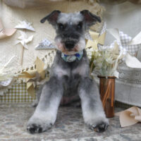 【山手店】2025年4月28日のワンちゃん達♪