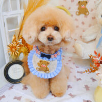 【池下店】2025年4月4日のワンちゃん達♪