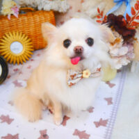 【池下店】2025年4月5日のワンちゃん達♪