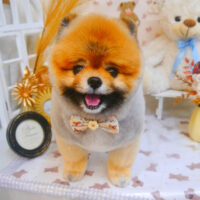 【池下店】2025年4月6日のワンちゃん達♪