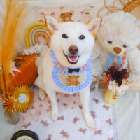 【池下店】2025年4月7日のワンちゃん達♪