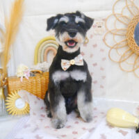 【池下店】2025年4月21日のワンちゃん達♪