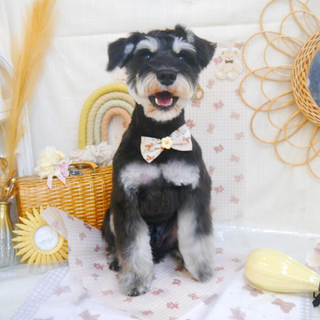 【池下店】2025年4月21日のワンちゃん達♪