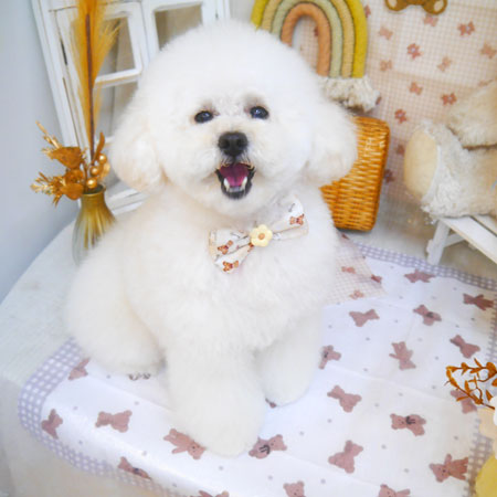 【池下店】2025年4月24日のワンちゃん達♪