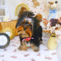 【池下店】2025年4月26日のワンちゃん達♪