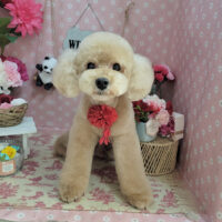 【本店】2025年5月2日のワンちゃん達♪