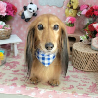 【本店】2025年5月9日のワンちゃん達♪