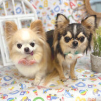 【池下店】2025年5月19日のワンちゃん達♪