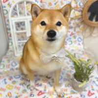 【池下店】2025年5月25日のワンちゃん達♪