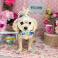 【本店】2025年5月12日のワンちゃん達♪