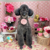 【本店】2025年5月18日のワンちゃん達♪