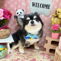 【本店】2025年5月15日のワンちゃん達♪