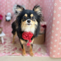 【本店】2025年5月17日のワンちゃん達♪