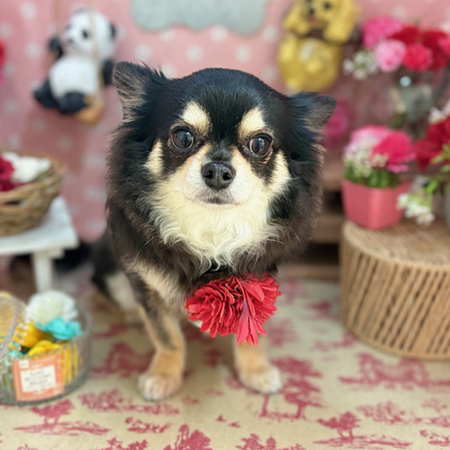 【本店】2025年5月23日のワンちゃん達♪