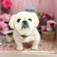 【本店】2025年5月25日のワンちゃん達♪