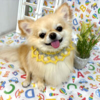 【池下店】2025年5月22日のワンちゃん達♪