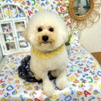 【池下店】2025年5月10日のワンちゃん達♪