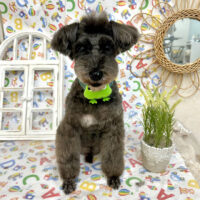 【池下店】2025年5月31日のワンちゃん達♪