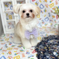 【池下店】2025年5月1日のワンちゃん達♪