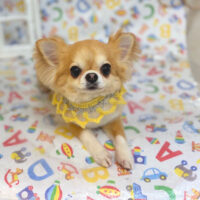 【池下店】2025年5月12日のワンちゃん達♪