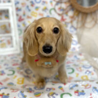 【池下店】2025年5月18日のワンちゃん達♪