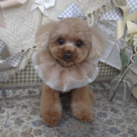 【山手店】2025年5月1日のワンちゃん達♪