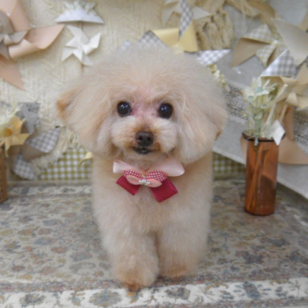 【山手店】2025年5月3日のワンちゃん達♪