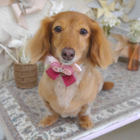 【山手店】2025年5月4日のワンちゃん達♪