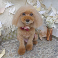 【山手店】2025年5月9日のワンちゃん達♪