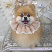 【山手店】2025年5月15日のワンちゃん達♪