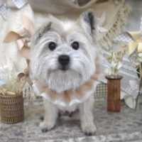 【山手店】2025年5月16日のワンちゃん達♪