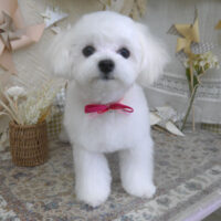 【山手店】2025年5月17日のワンちゃん達♪