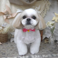 【山手店】2025年5月19日のワンちゃん達♪