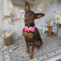 【山手店】2025年5月24日のワンちゃん達♪