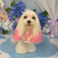 【山手店】2025年5月29日のワンちゃん達♪