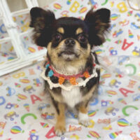 【池下店】2025年6月1日のワンちゃん達♪