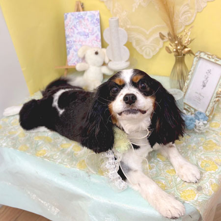 【池下店】2025年6月8日のワンちゃん達♪