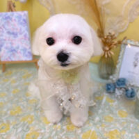 【池下店】2025年6月12日のワンちゃん達♪