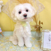 【池下店】2025年6月21日のワンちゃん達♪