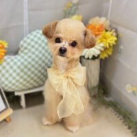 【本店】2025年6月8日のワンちゃん達♪