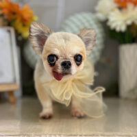 【本店】2025年6月7日のワンちゃん達♪